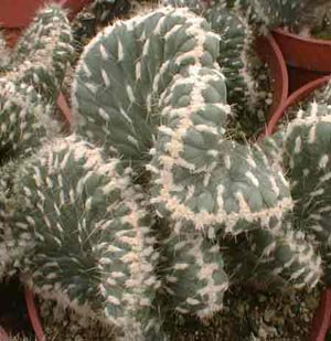 Opuntia_cylindrica_cristata